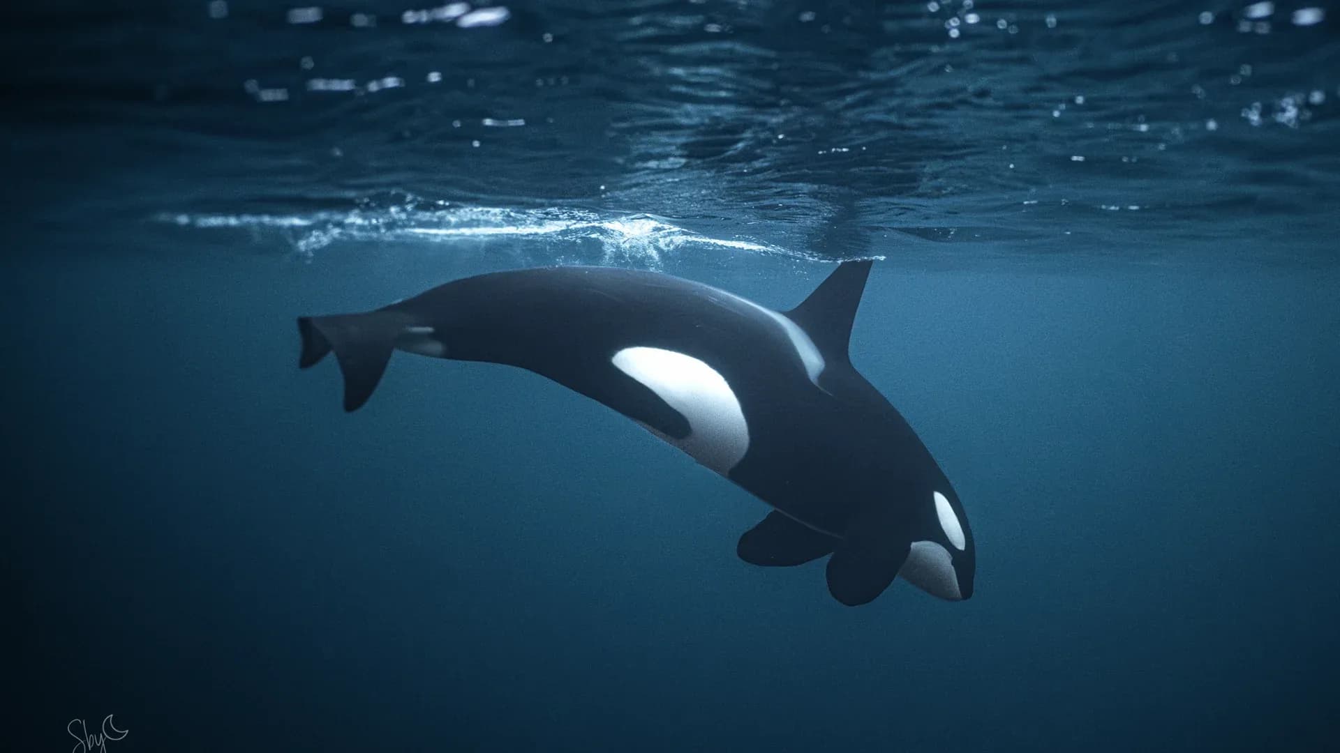 Baleine sous l'eau avec une nageuse au loin, lumière naturelle filtrant depuis la surface